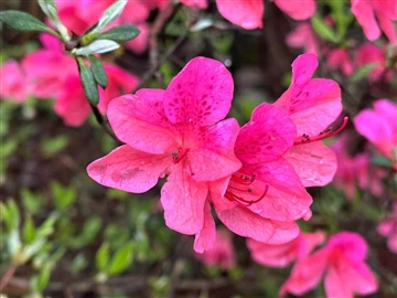 Trefnodd Ein Cwmni Adeilad Tîm I Dringo Mynyddoedd A Gweld Yr Asaleas